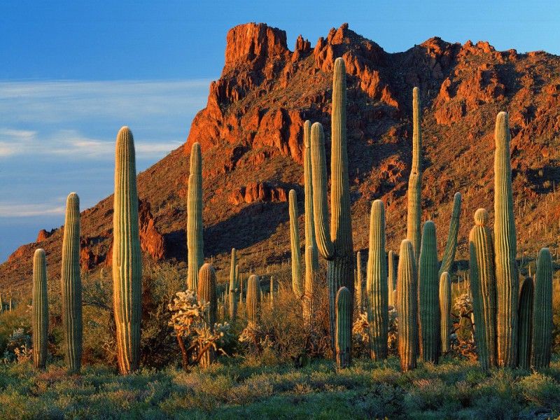 Guida Completa alla Cura e Propagazione del Cactus del Texas: Benefici, Usi e Consigli Pratici