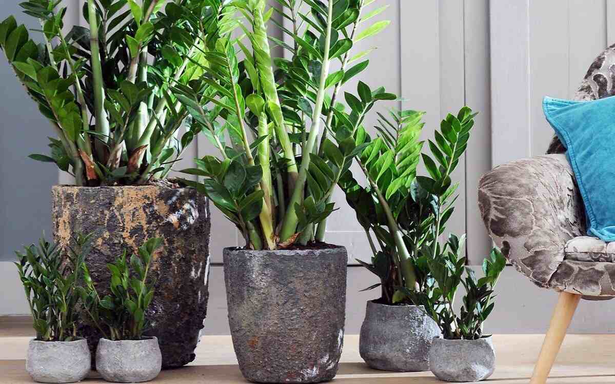 Guida Completa alla Cura della Pianta Zamioculcas Zamiifolia: Bellezza e Resistenza in Casa